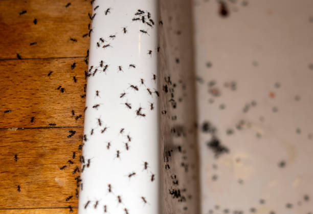 Best Exterminator Services  in Chisholm, MN