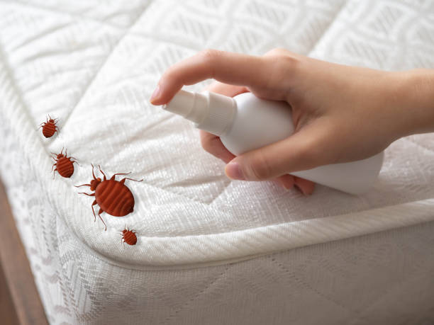 Best Insect Control  in Chisholm, MN