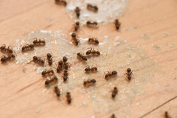 Best Pest Control Near Me  in Chisholm, MN