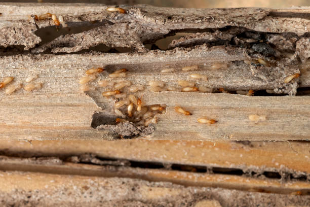 Best Pest Control for Restaurants  in Chisholm, MN