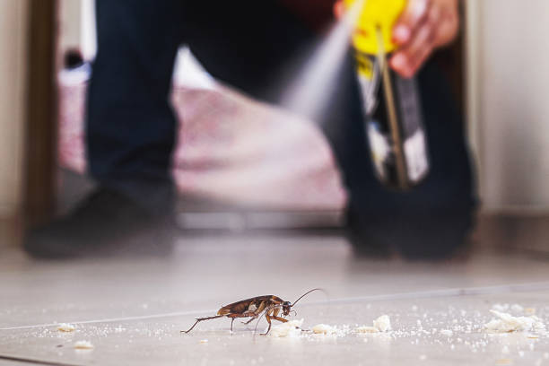 Best Cockroach Control Services  in Chisholm, MN