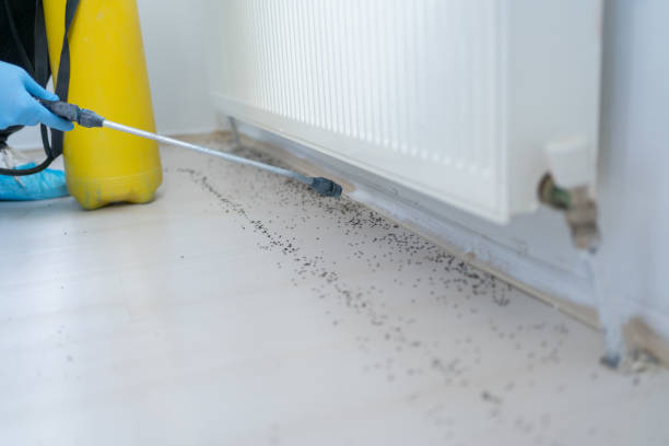 Best Bed Bug Extermination  in Chisholm, MN